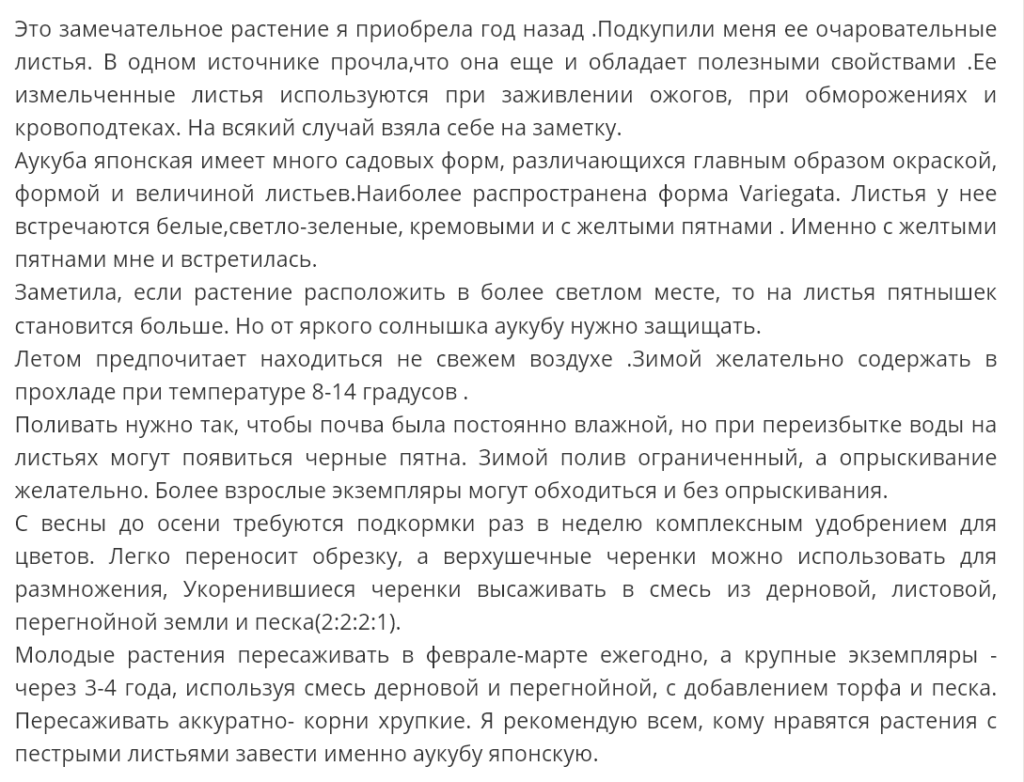 Аукуба японская - талисман богатства, процветания, счастья, здоровья и крепкой семьи