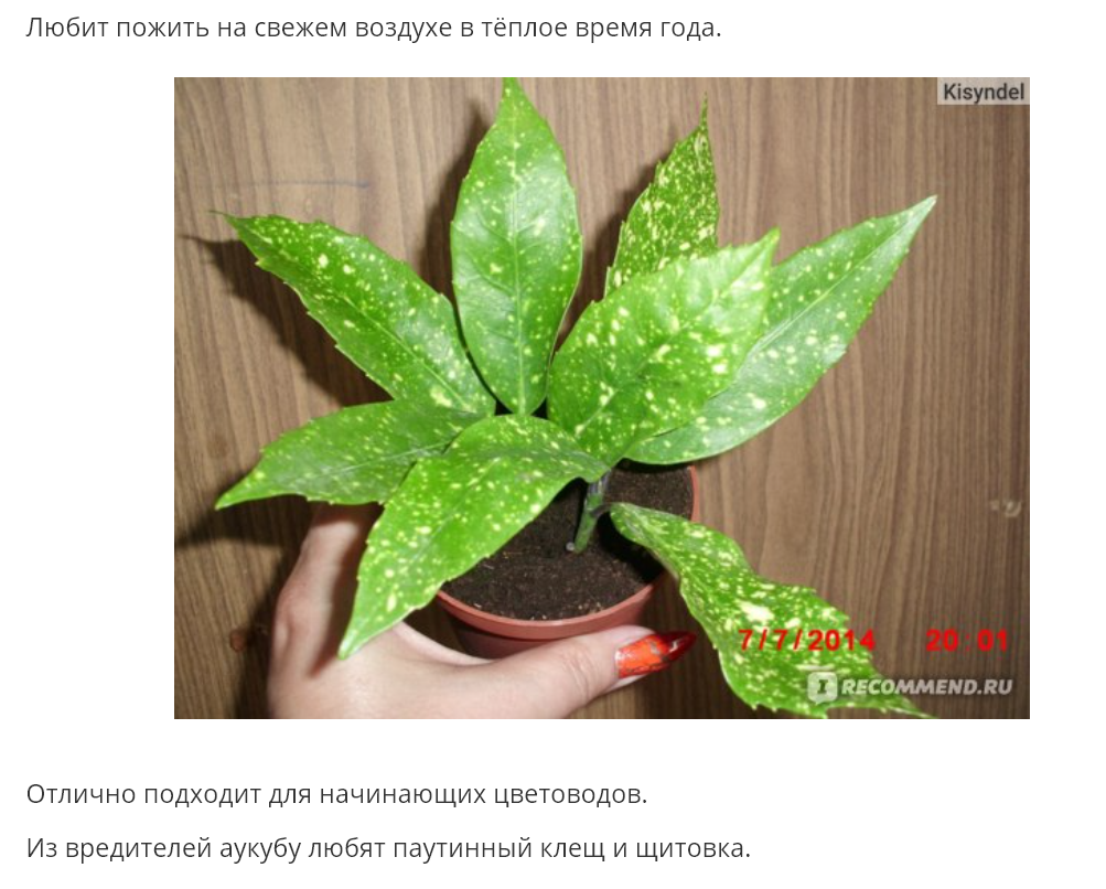 Аукуба японская - талисман богатства, процветания, счастья, здоровья и крепкой семьи