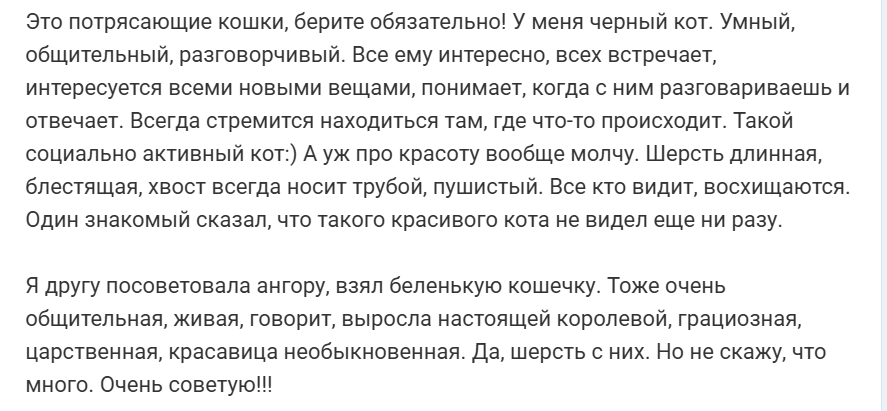 Ангорская кошка: особенности породы