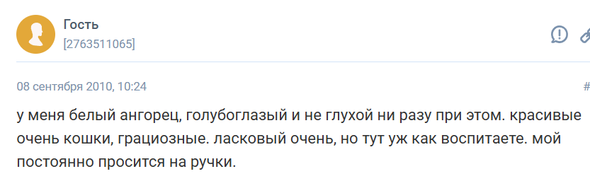 Ангорская кошка: особенности породы