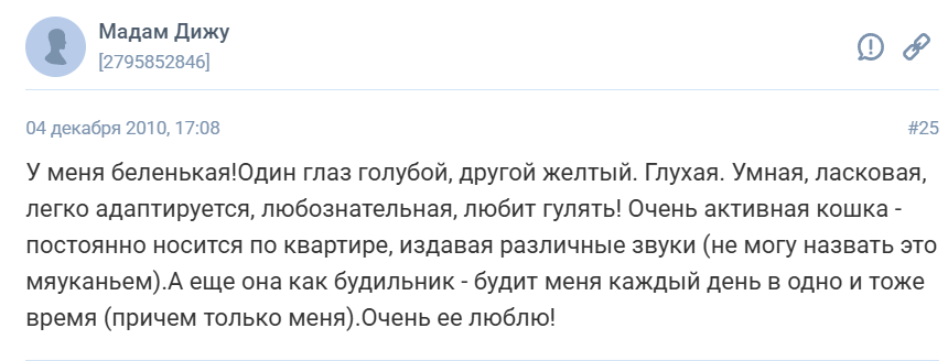 Ангорская кошка: особенности породы
