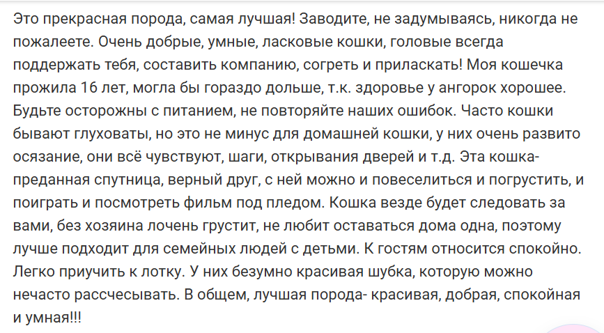 Ангорская кошка: особенности породы